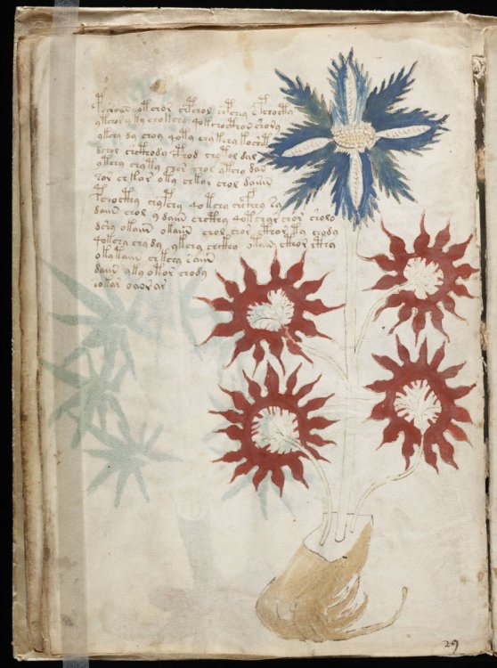 Voynich_Manuscript1.thumb.jpg.3b7ba1976f8595694649c0d8e039b4bb.jpg