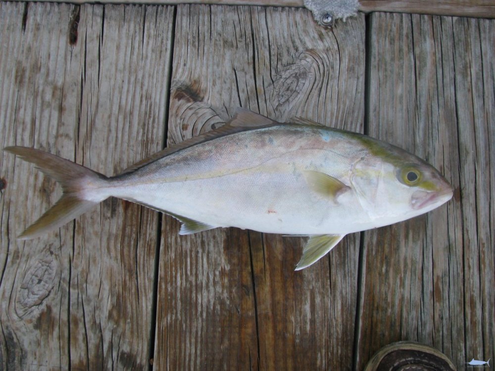 Greater_Amberjack_Juvenile.thumb.jpg.860f6b0e2eb377a08888b89f2003a7f8.jpg