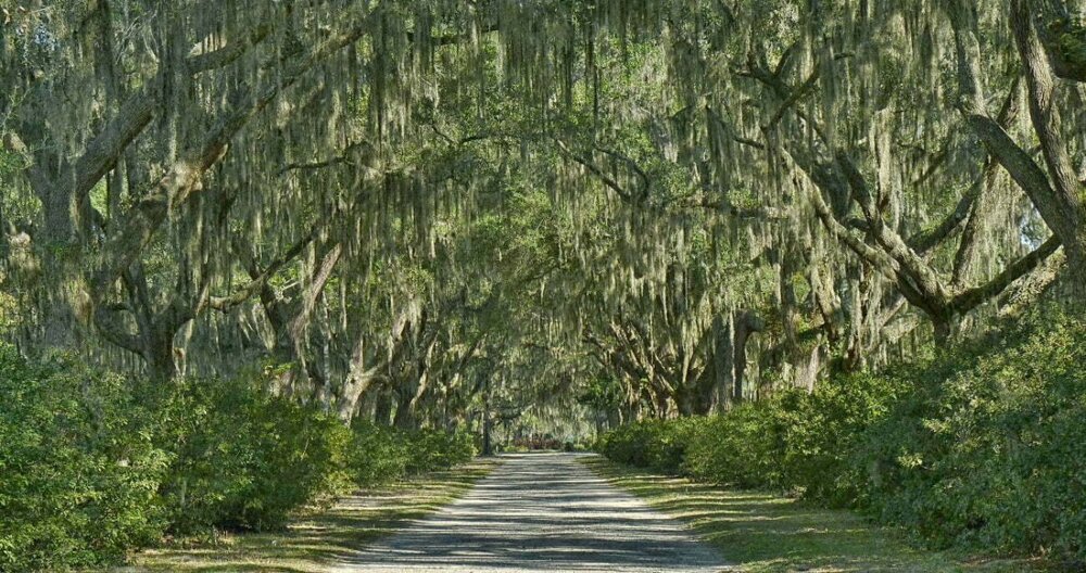 Spanish-Moss-in-the-South.jpg